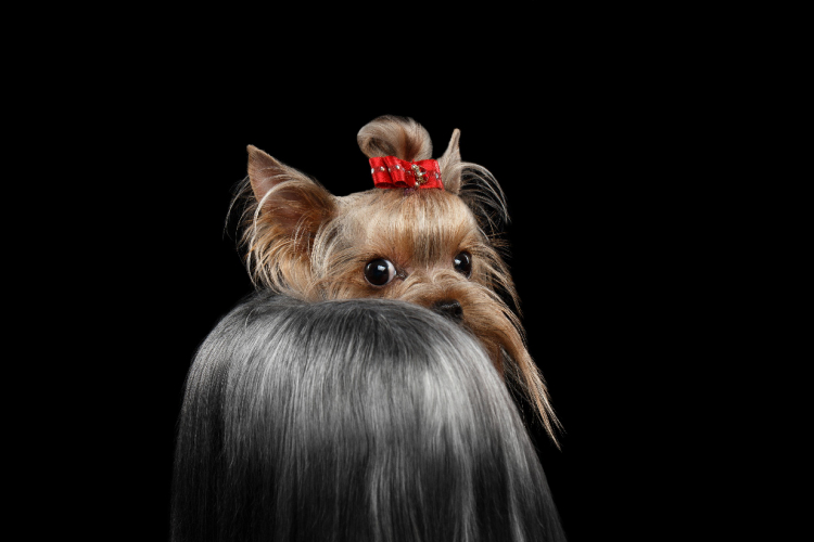 A yorkshire terrier szőrének ápolása