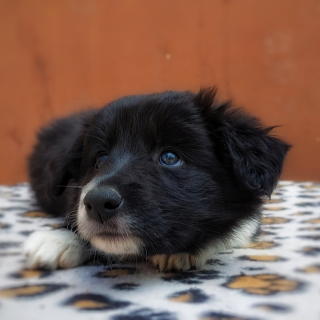 Fajtatiszta border collie