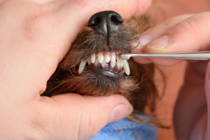 A kutya fogainak ápolása