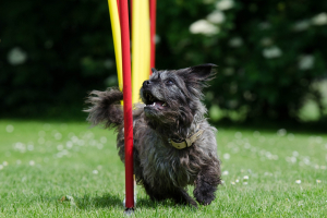 Agility infók kezdőknek