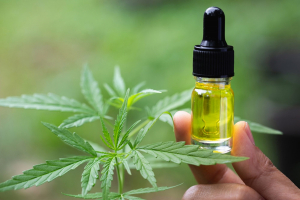 CBD olaj kutyáknak?