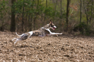 Milyen gyorsan tudnak futni a kutyák?