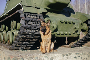 Háborús kutyák: hősök vagy eszközök?