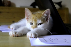 Miért eszik a cicák a papírt?