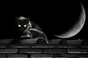 Halloween macskája
