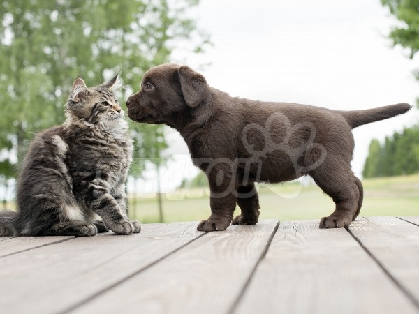 Kutya-macska barátsága