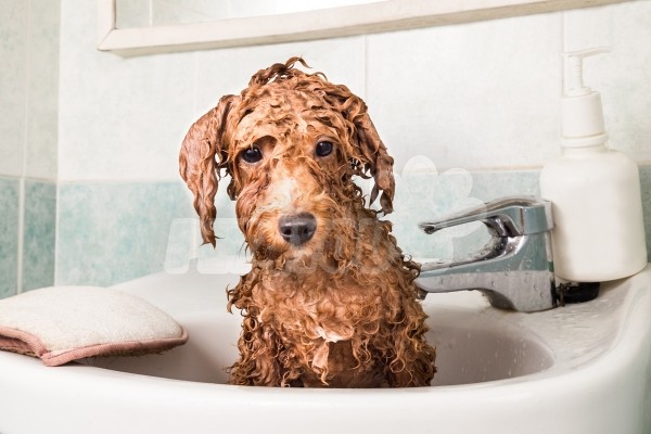 Segítség! A kutyám utál fürdeni!