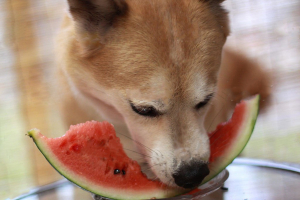 Ehet-e a kutya görögdinnyét?