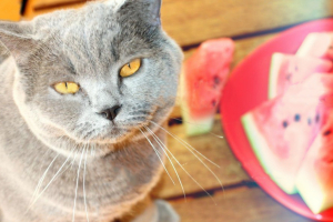A görögdinnye és a cica pocija