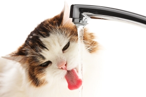 Mennyi vízre van szüksége a macskának?