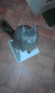 Lili