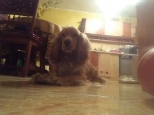 Joey 