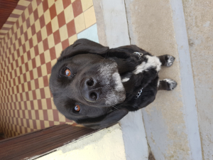 Rony