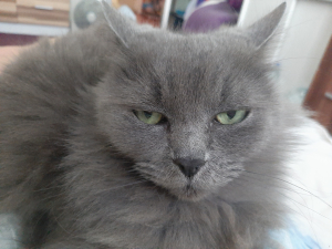 Lili