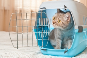 Mire számíthat cicája az első állatorvosi vizit alkalmával?
