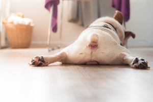Arthritis a kutyáknál: a legendák és mítoszok leleplezése
