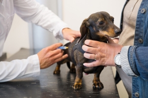 Osteoarthritis: A betegség kezelése