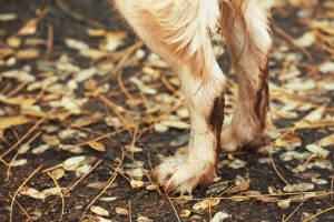 A patella luxatio