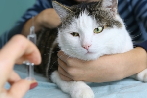 A macska leukémia vírus 