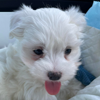 Samu
