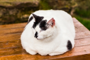 Házi praktikák túlsúlyos macskáknak