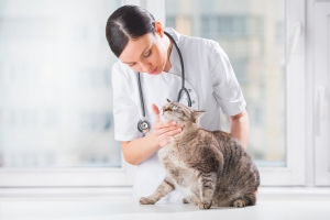 A leggyakoribb macskabetegségek kezelése