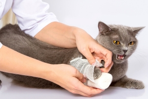 A harapott sebtől szenvedő macska kezelése