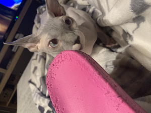 Milo