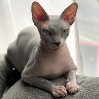 Milo