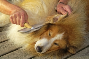 Otthoni kutyakozmetika: az alapok