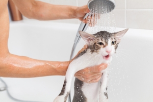 Hogyan fürdesse macskáját és hogyan élje túl a fürdetést?