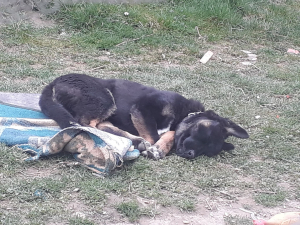 Jack