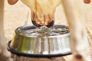 Mennyi vizet kell innia a kutyának?