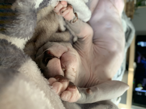 Milo