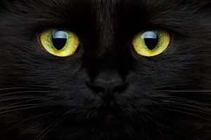 Fekete macska és a törött tükör – avagy tudomány a babonák mögött