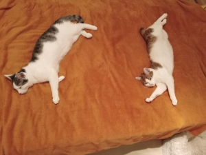 Süti