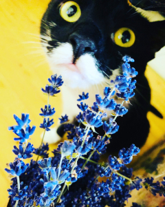 Lili