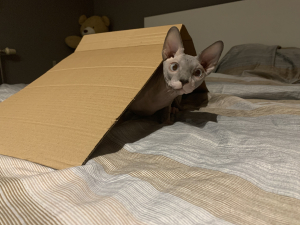 Milo