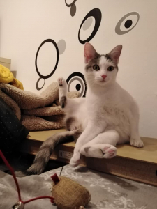 Süti
