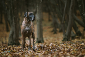A gyengéd szívű gigantikus eb