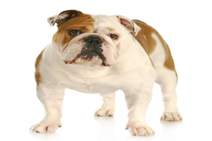 A boldog bulldog legendái