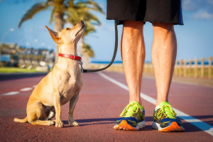 Fitness a kutyának, fitness a gazdának