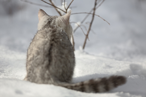 Tippek a macska ápolásához a hideg, téli hónapokra