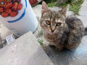 cili