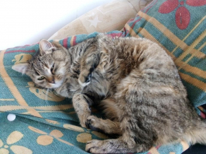 cili