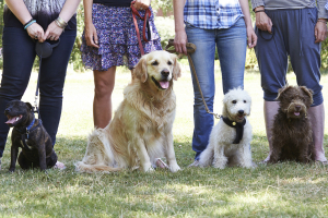 Mi az az obedience?