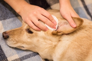 Hogyan tisztítsa a kutya füleit?