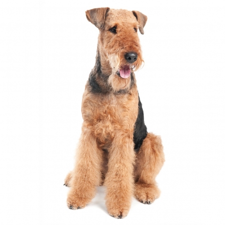Airedale terrier