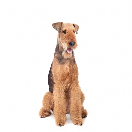 Airedale terrier