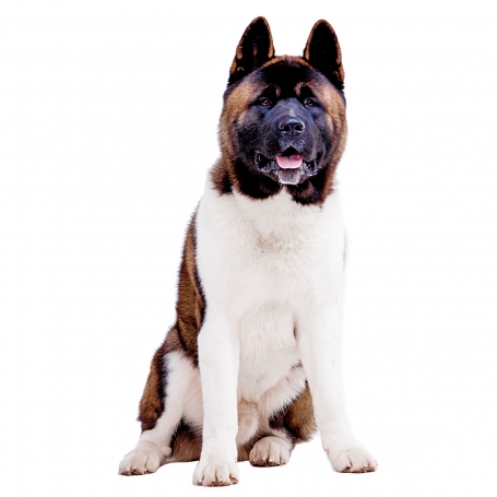 Amerikai akita